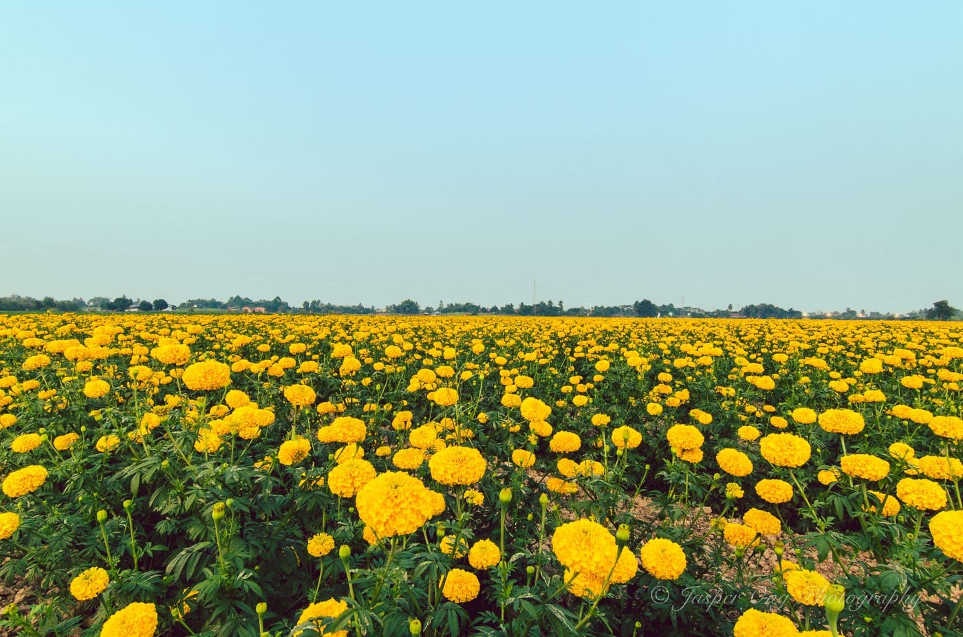 Field filled with Marigold Flowers