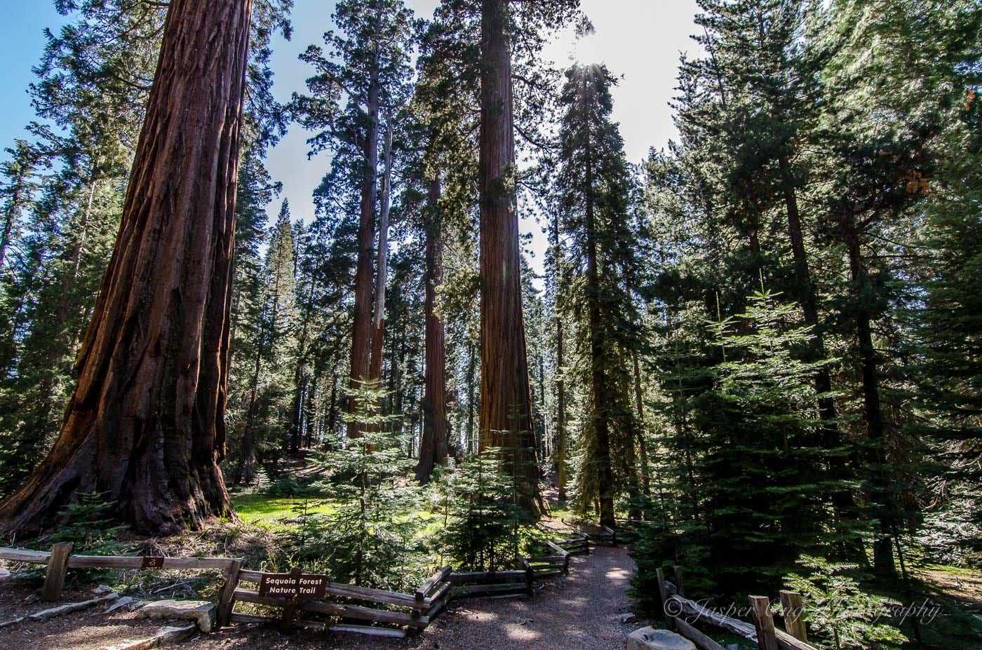 Sequoia Forest Nature Trail
