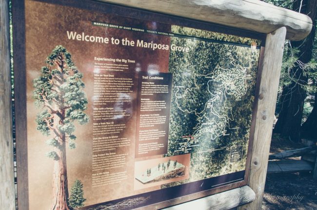 Welcome to the Mariposa Grove
